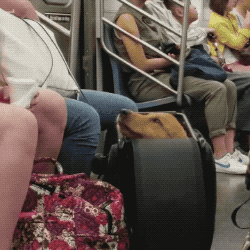 NYC subway in funny gifs