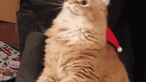 This Is How You Troll Cat gif