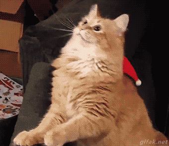 This Is How You Troll Cat in cat gifs
