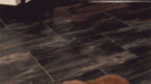 Zebra In the Town best Gif