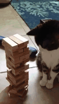 Cat Hate Losing in funny gifs