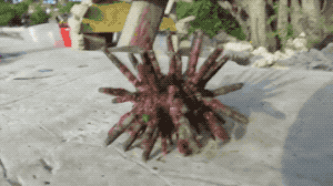 Urchins in funny gifs