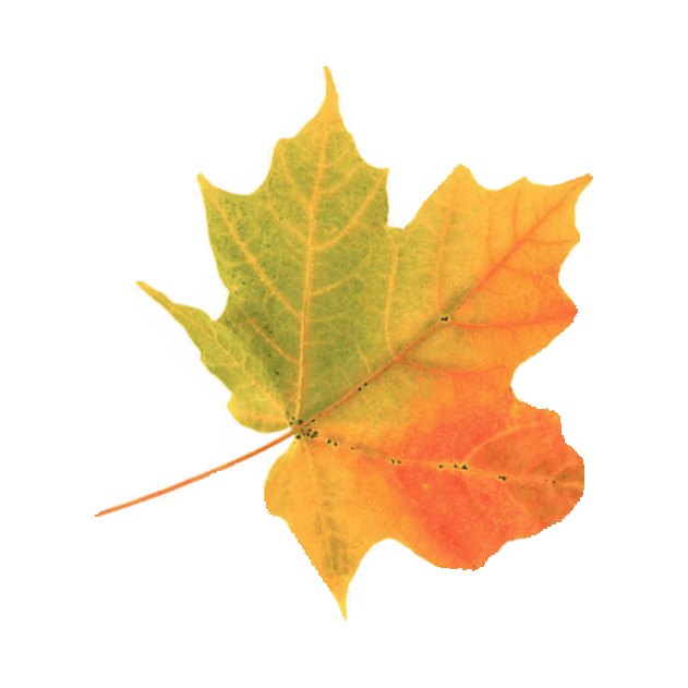 Fall Leaves Sticker by imoji for iOS & Android | GIPHY