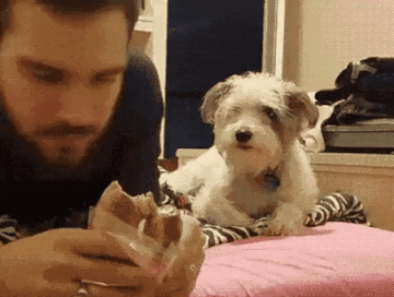 When Dog Owner Eat Food in animals gifs