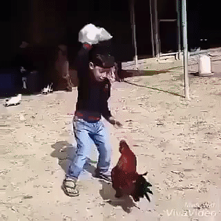 Boy And The Chicken in funny gifs