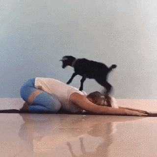 Yoga Goat GIF - Find & Share on GIPHY