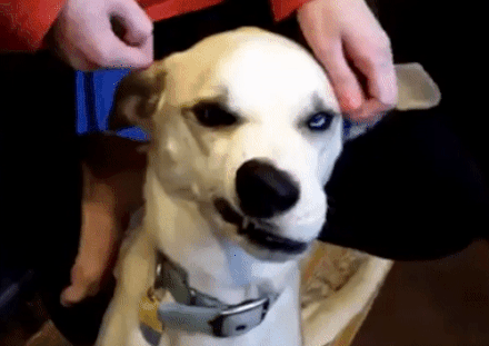 Dog Talent in funny gifs