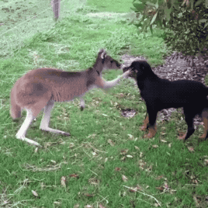 Who Is A Good Boy Mate in animals gifs