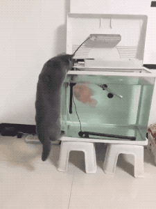 Get Your Paw Outta Here in animals gifs