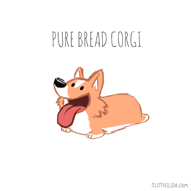 pure bread corgi