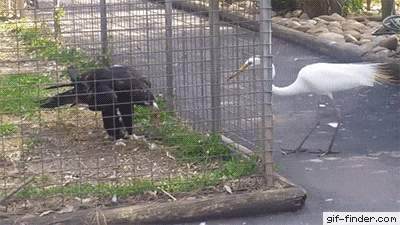 Dont Mess With Eagle in animals gifs