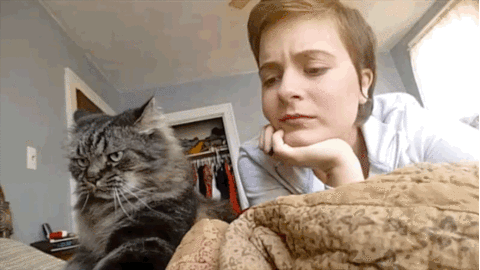 Cat Getting Mad at its Human gif