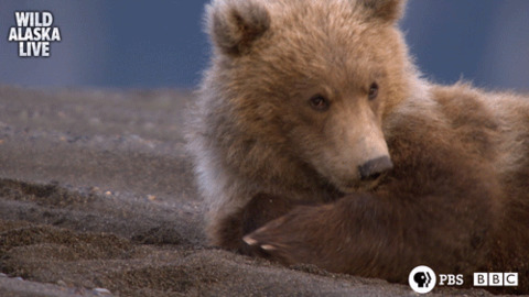 Griffe à viande Patte d'Ours • Le meilleur d'Aliexpress