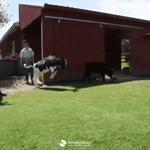 Gif of a cow haphazardly running -- school performance mishaps