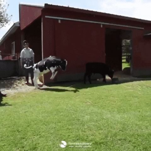 VR Cows