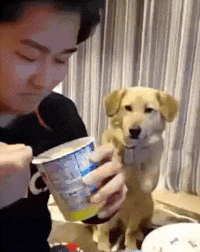 Dog when You Eat in animals gifs