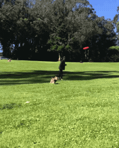 Flying To This Day in funny gifs