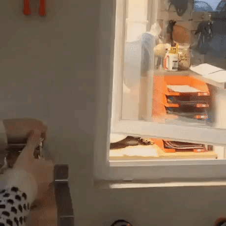 собаки с высунутыми языками, смешные собаки языки