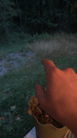 Hummingbird landing on my finger (OC)