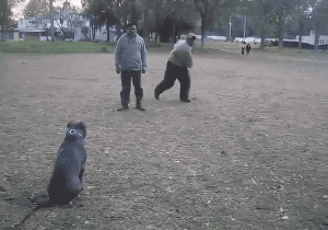 Well Trained Dog in funny gifs