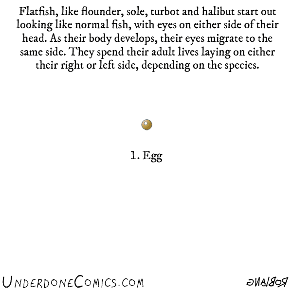 Flounder GIFs Find & Share on GIPHY