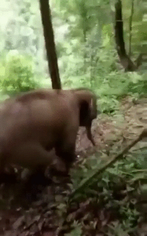 ermile GIF