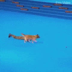 Dog Is Savior in funny gifs