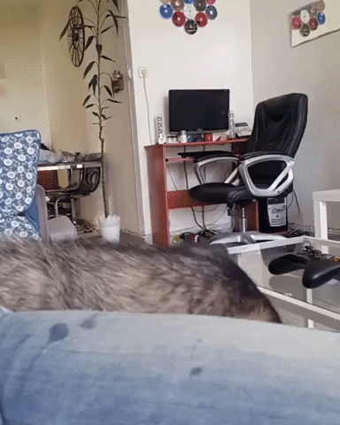 собаки с высунутыми языками, смешные собаки языки