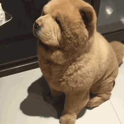 Bear Dogo in animals gifs