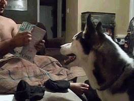 собаки которые боятся нелепых вещей, смешные собаки боятся