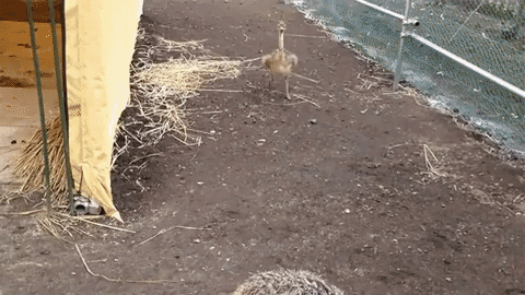 Смешные животные, животные ведут себя странно, нелепые животные