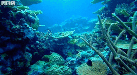 A gif of a coral reef.