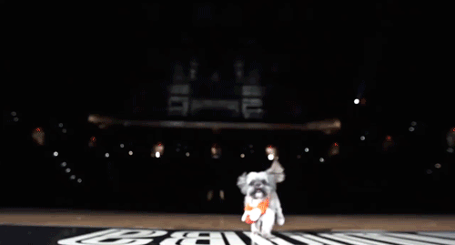 san antonie jib gif live san antonie jib gif live