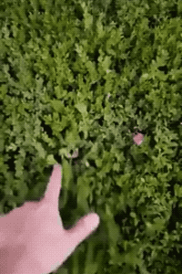 Into The Bushes in animals gifs