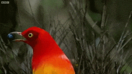 giphy-downsized-large.gif
