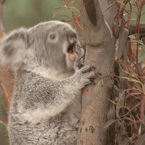 Koala Lol GIF by San Diego Zoo - Find & Share on GIPHY