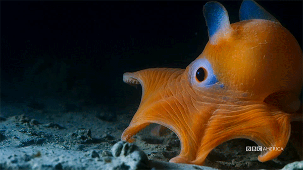 blue planet deep sea feminism fish blue planet deep sea feminism fish