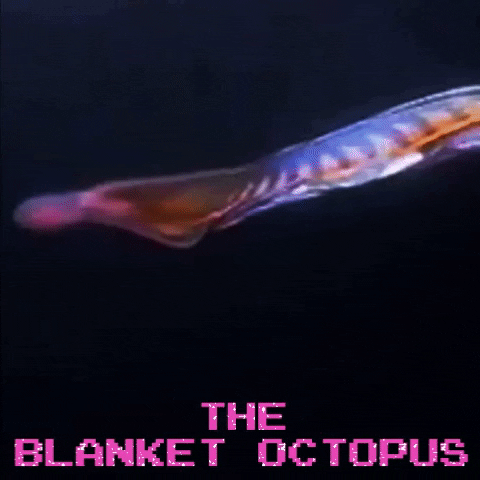 Image result for blanket octopus GIF