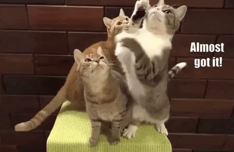 Cats Are Amazing in cat gifs