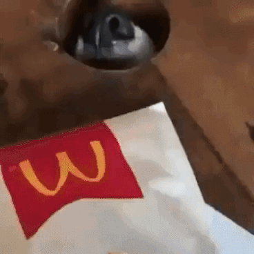 Dog And Food in animals gifs