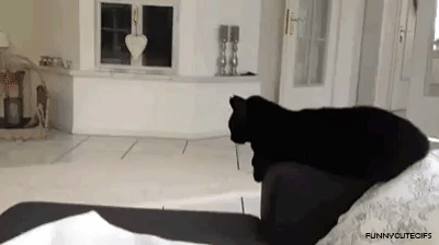 Coolest Cat Ever in animals gifs