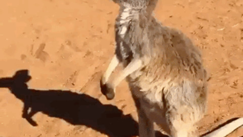 Love from down under best Gif