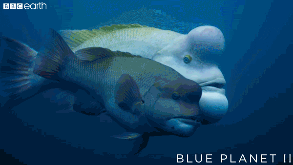 Image result for blue planet II gifs