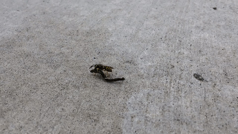 This majestic wasp on a broom stick best Gif