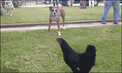 giphy.gif