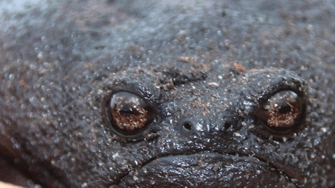 Black Rain Frog Gifs Get The Best Gif On Giphy