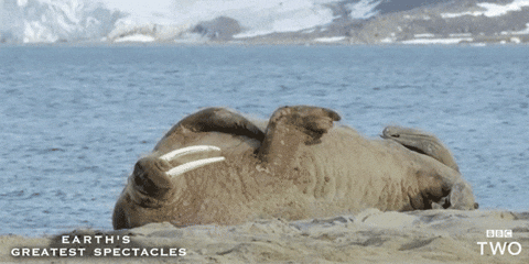 Walrus GIFs - Find & Share on GIPHY