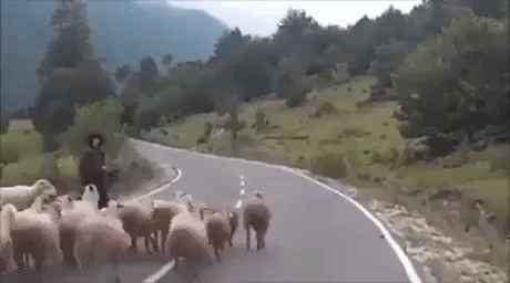 Sheep Fatality in animals gifs