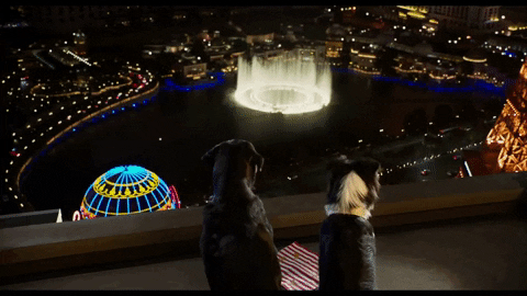 Rooftop Watching GIF by Show Dogs Movie