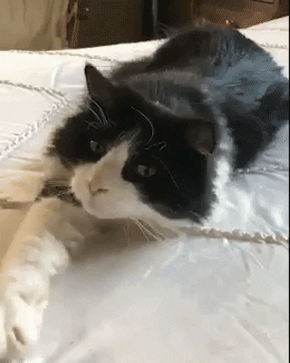 Why Do Cats Sleep at the Foot of the Bed? (7 Reasons)
